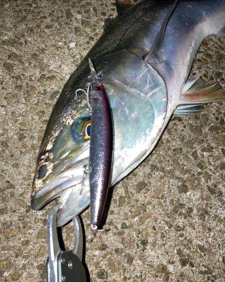 ⭐︎複雑な釣果