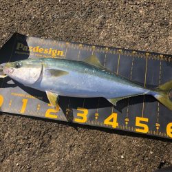 懲りずに武庫川一文字