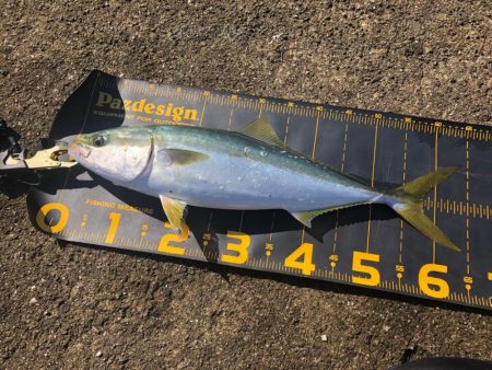 懲りずに武庫川一文字