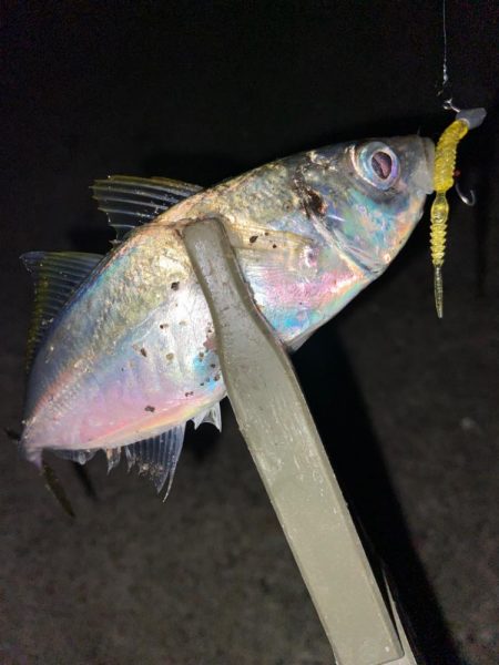 ようやく鳴門アジング