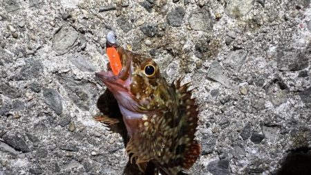 鯵を探して三千里Ver.5