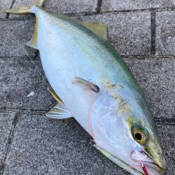 激混み激渋湾奥コスモ。メタボギリハマチ45…