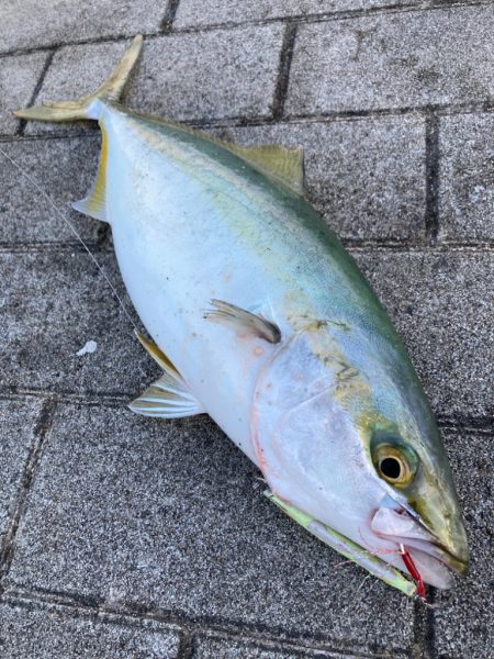 激混み激渋湾奥コスモ。メタボギリハマチ45…