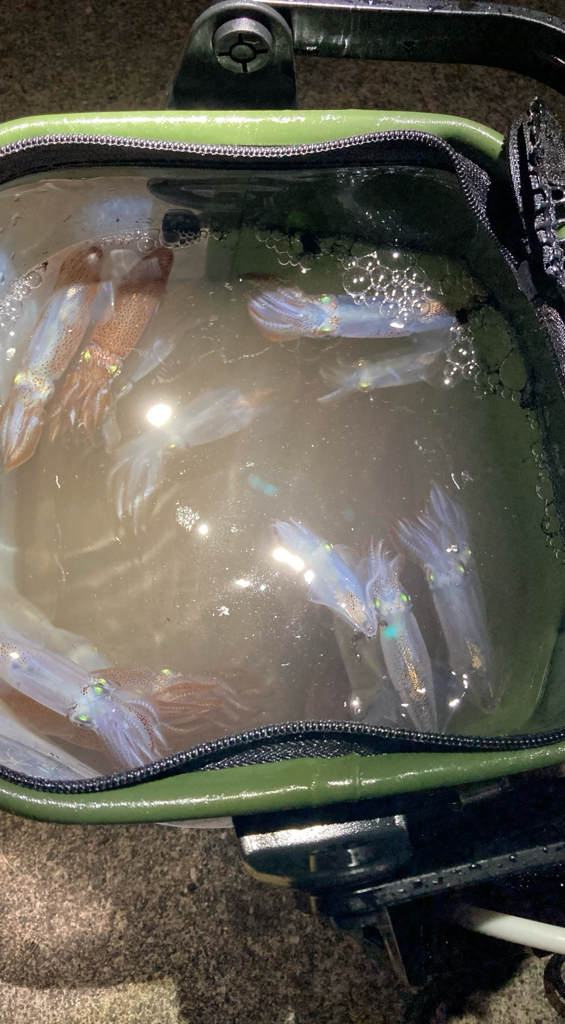 ライトエギング