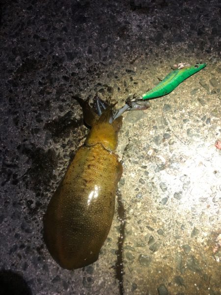 【若狭エリア】アオリイカ探し