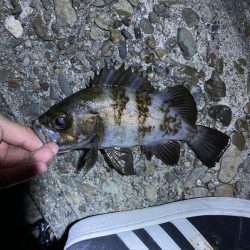 やっぱり楽しいわー