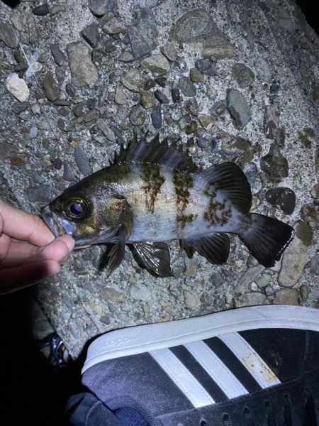 やっぱり楽しいわー