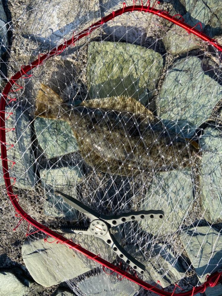 フラットフィッシュ