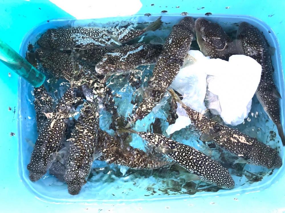 明石ショウサイ