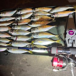 いつものアジング