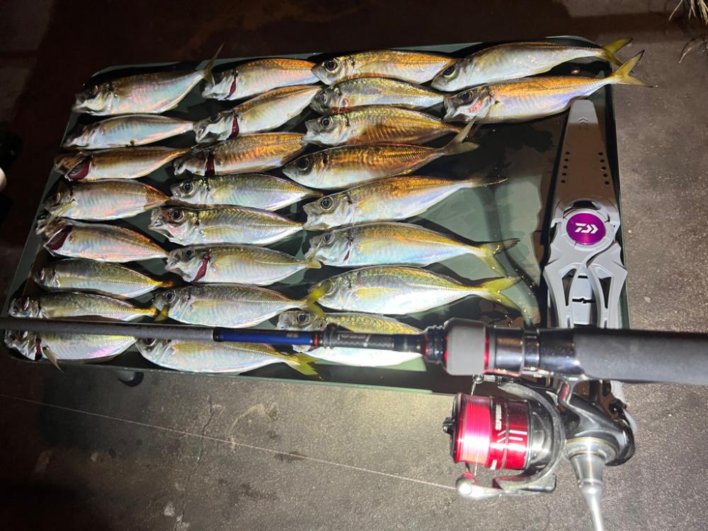 いつものアジング