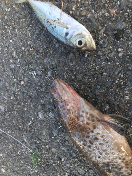 アオリを釣りたいのだよ。アコウさん、