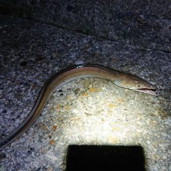 フラット狙いで