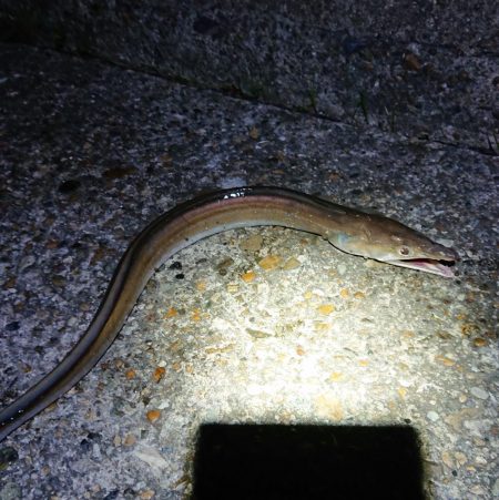 フラット狙いで