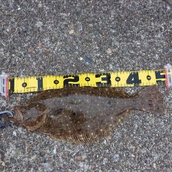 ヒラメに魅せられて