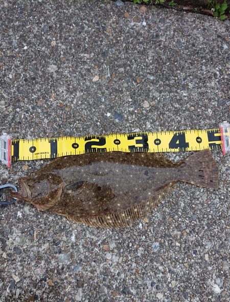 ヒラメに魅せられて