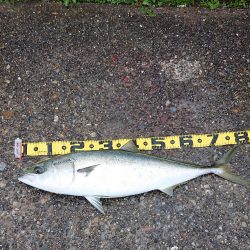 苦労した釣りの結末は…