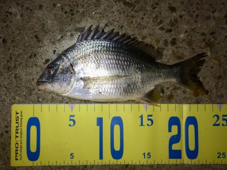 ベイトタックルでガシラ