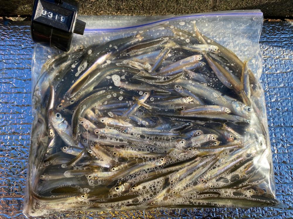 鮎川湖ワカサギ釣り
