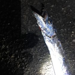 本日の太刀魚！