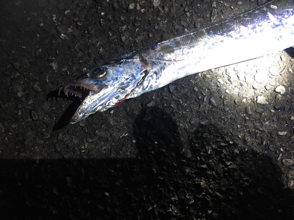 本日の太刀魚！
