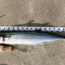 ショアビッグサワラ