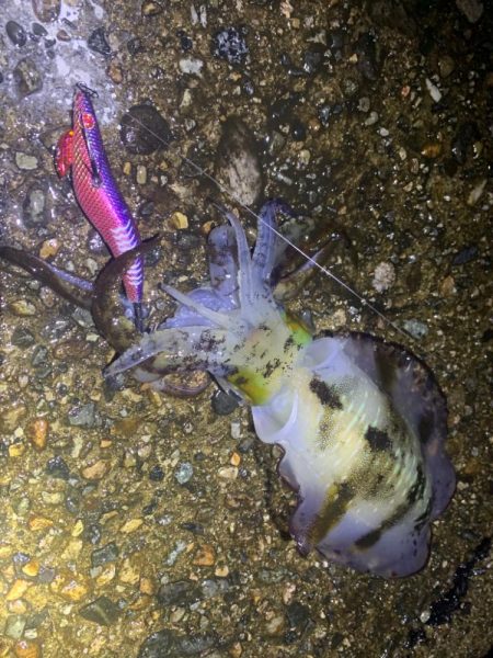 懲りずにエギングでコラボエギが炸裂！