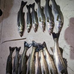 ボートシーバス