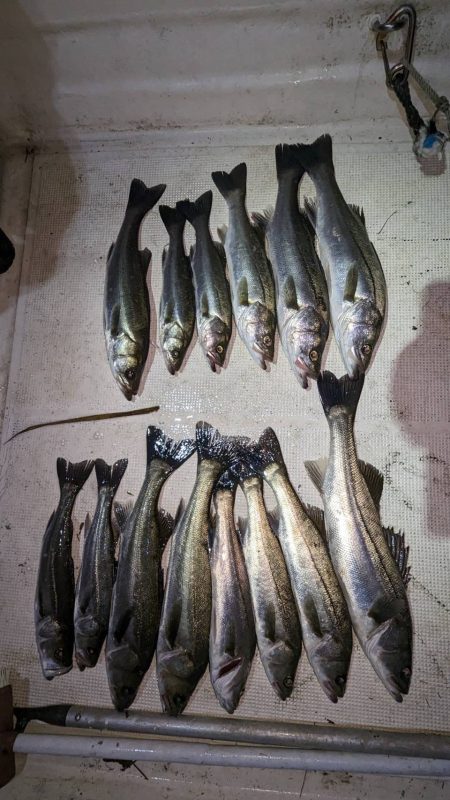 ボートシーバス