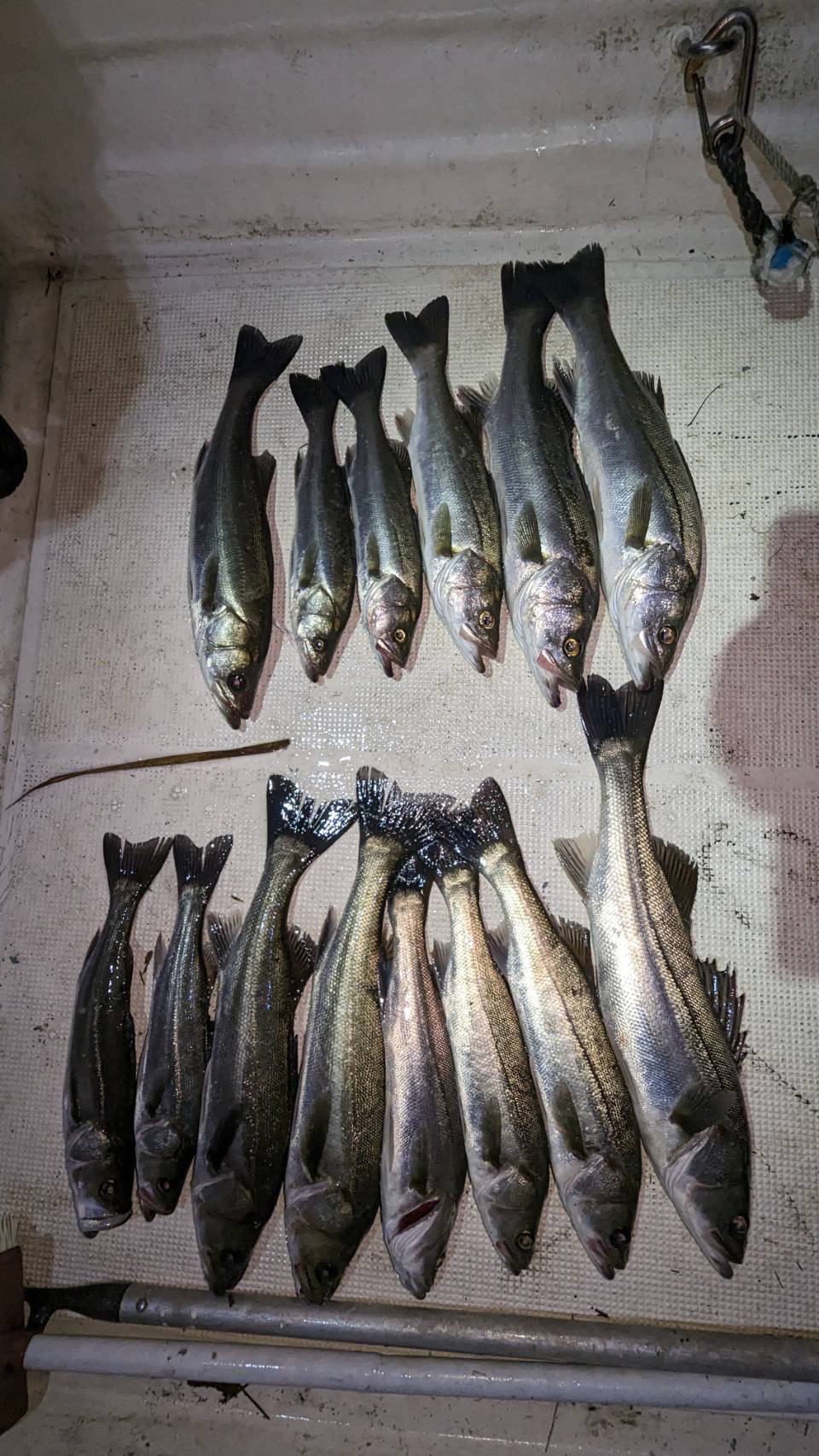 ボートシーバス