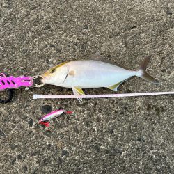 久しぶりにいつもの堤防