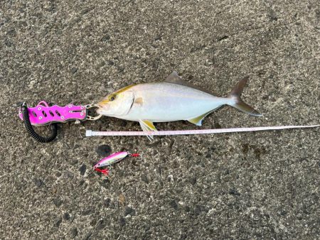 久しぶりにいつもの堤防