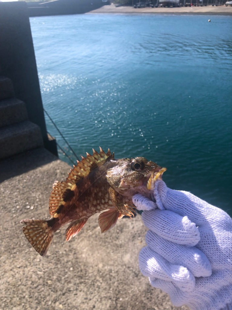 子供達と五目釣り