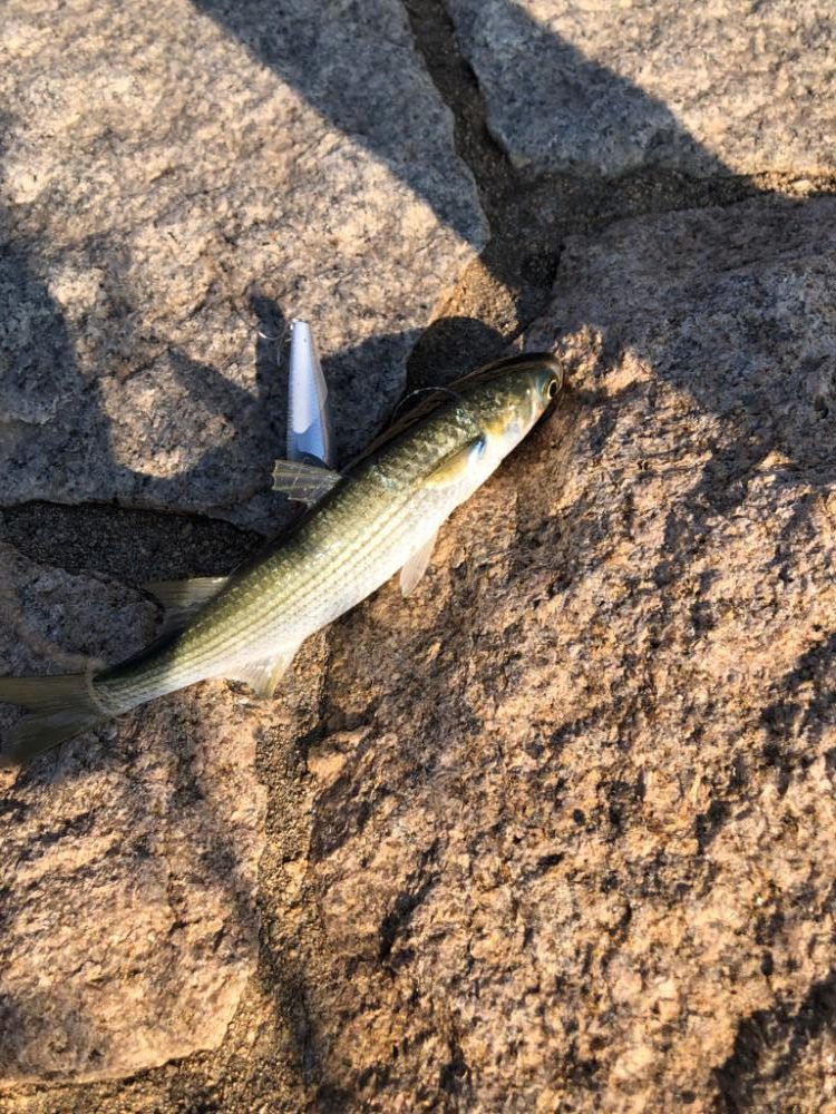 初のルアー釣り イナッコとコノシロ