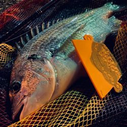 ヘチってきました