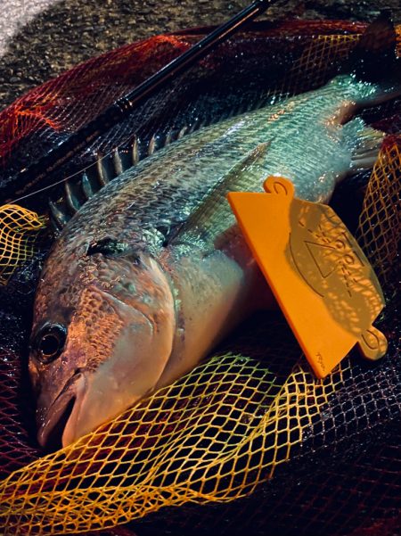 ヘチってきました