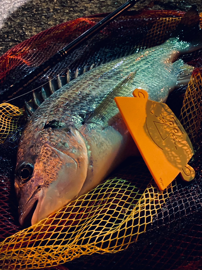 ヘチってきました