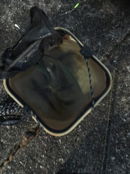 アオリイカ用のアジがいっぱい！