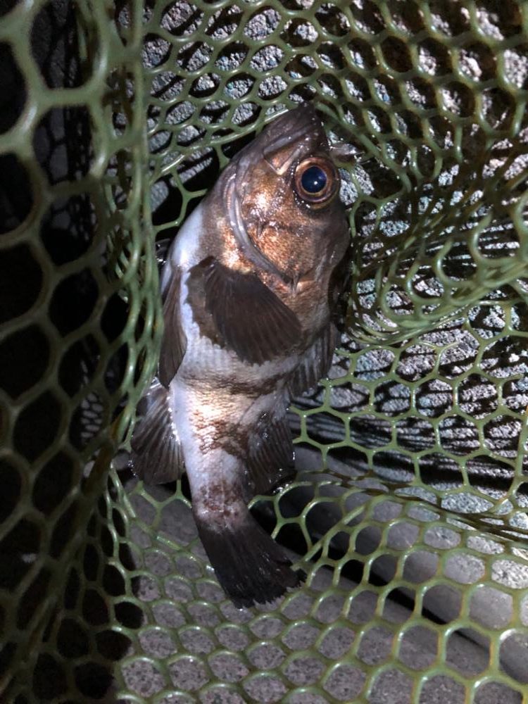 早朝メバリング