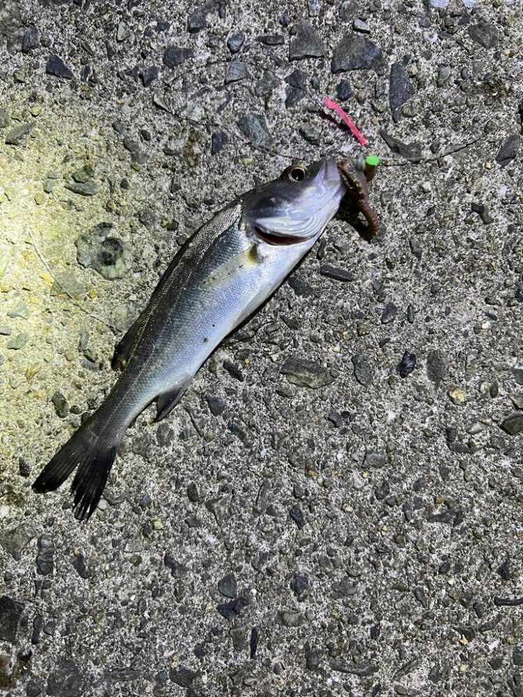 シーバス狙いの夜釣り