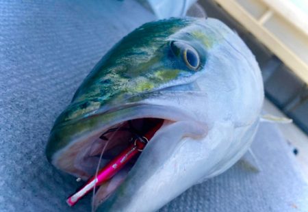 マキマキバイブ丸飲みにゃーん！