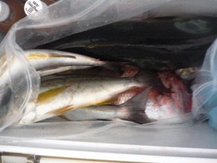 5度目の正直〜完全フカセ最高‼︎