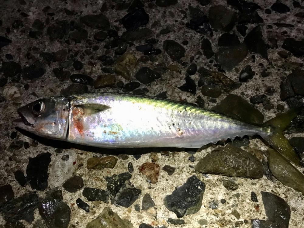 アジング（のつもり）