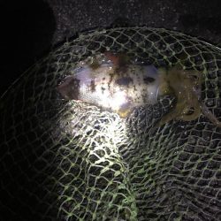 やっとのアオリイカ