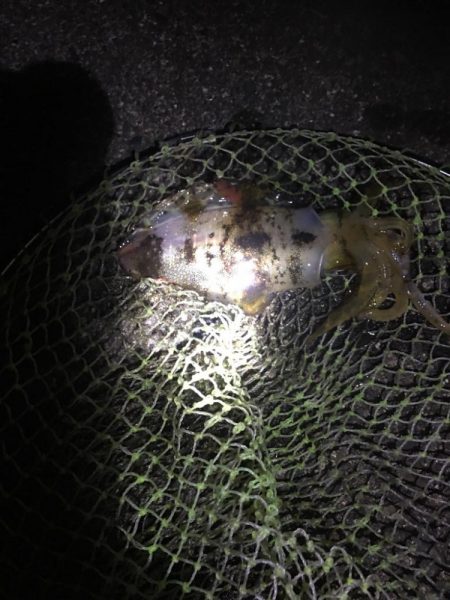 やっとのアオリイカ