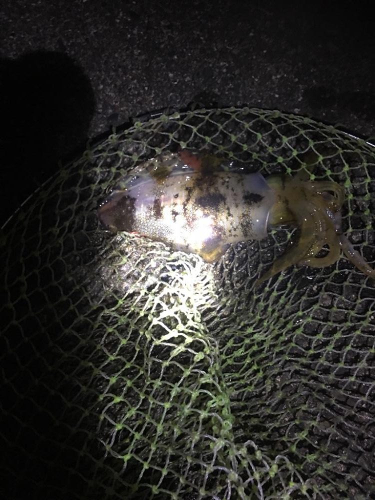 やっとのアオリイカ