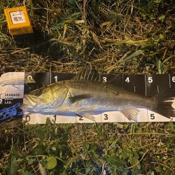 激渋の中出せた貴重な一本