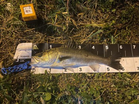 激渋の中出せた貴重な一本