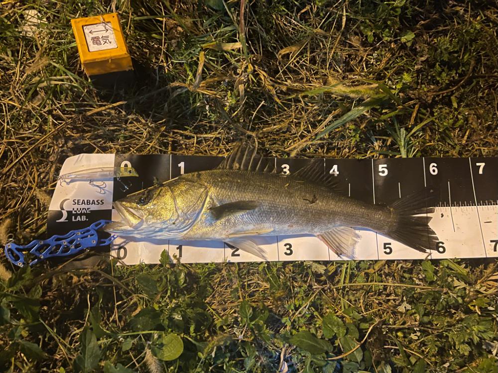 激渋の中出せた貴重な一本