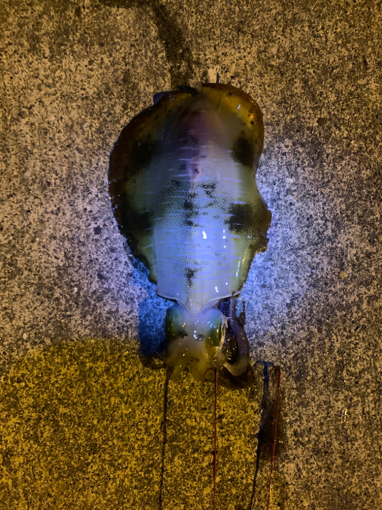 アオリイカ釣り